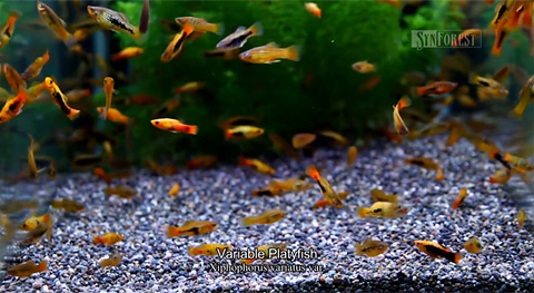 Dvd 熱帯魚映像図鑑 に登場するレッドミッキーマウス プラティとヴァリアタスの底砂と水草は シンフォニュース